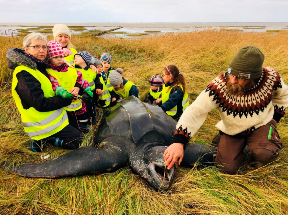 En gruppe børnehavebørn på tur fandt en Læderskildpadde på stranden ved Vadehavet den 3. november 2020. Naturvejledere fra Naturcenter Tønnisgård på Rømø blev tilkaldt, og de kunne konstatere, at skildpadden var død. Foto: Tanja Hauge Rahbek, Naturcenter Tønnisgård.