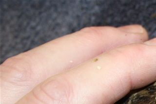 Rødøret terrapin han, vi er i gang med at give den rette pleje og pasning. Skildpadden har store problemer med sit skjold og skind. Skildpadden havde ikke fået UVB-lys, vitaminer og mineraler i mange år.