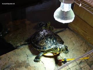 Tjek vand og solplads temperatur, med termometer. Glem ikke termometer, din guløret terrapin vil æde den. De røde og gule farver trigger skildpadden.