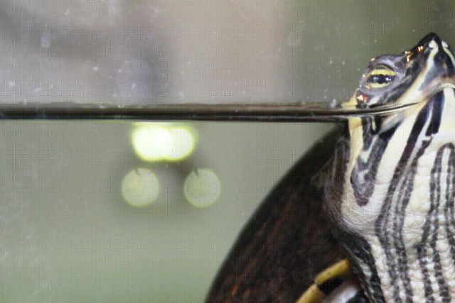Guløret terrapin flyder skævt i vandoverflade efter den er blevet flyttet. Skildpadden har måske også svært ved at dykke? Det går normalt over indenfor 8 dage. Gør det ikke, så søg dyrlæge. 
Er skildpadden ikke blevet flyttet og ser sådan ud, som billedet viser, så kan det være tegn på lungeproblemer.