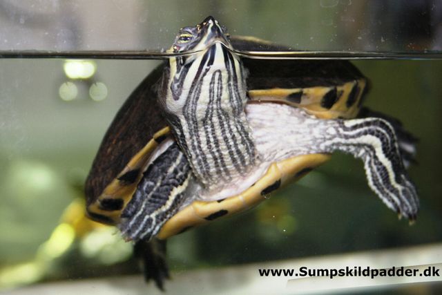 Guløret terrapin flyder skævt i vandoverflade efter den er blevet flyttet. Skildpadden har måske også svært ved at dykke? Det går normalt over indenfor 8 dage. Gør det ikke, så søg dyrlæge. 
Er skildpadden ikke blevet flyttet og ser sådan ud, som billedet viser, så kan det være tegn på lungeproblemer.