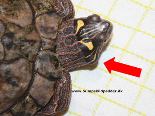 Falsk landkortskildpadde, med ørebyld. Bylden forsvinder ikke af sig selv. Søg dyrlæge.