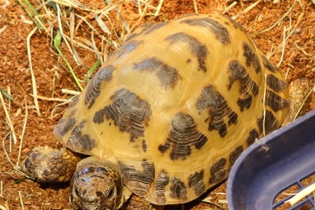 Russisk landskildpadde ser på.