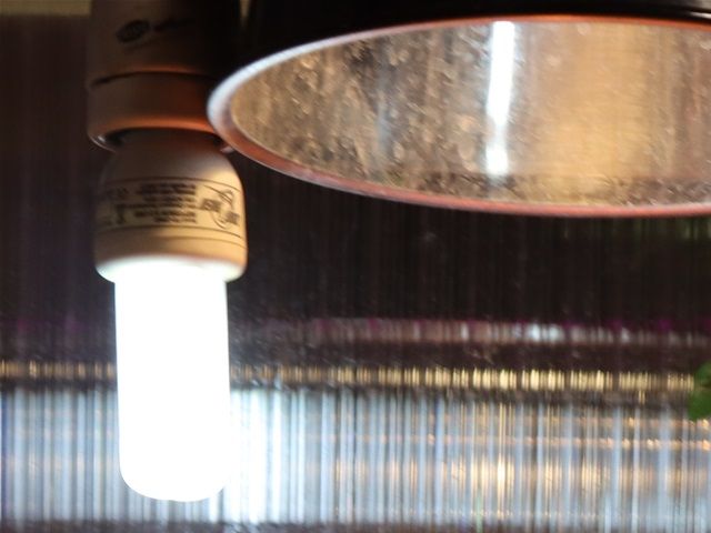 Tjek solpladsens temperatur, med et termometer. Husk afstanden til lampen, til næste gang du skifter varmepære, så har du et godt udgangspunkt, hvor højt lampen skal hænge.
UVB-pære er den til venstre. Varmepæren er monteret i lampeskærmen, lige over skildpadden. 