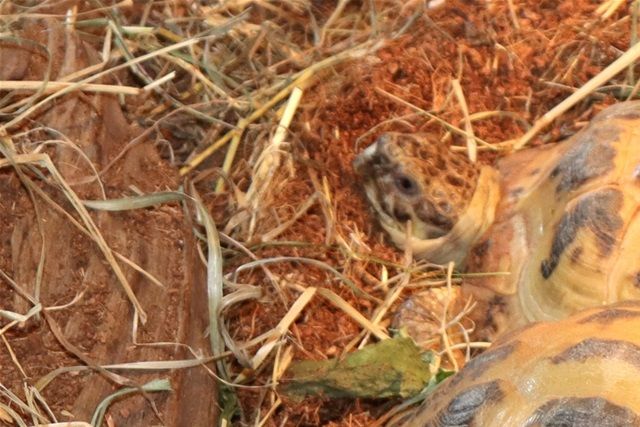 Russisk landskildpadder sover her på kokosmuld.