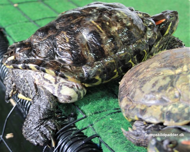 Eksempel på en hun, rødøret terrapin der nok aldrig bliver rask nok til at lægge æg.

Skildpadden er fejlfodret gennem mange år, bemærk udposninger ved bagben. Det er ikke fedt. Men, tegn på dårlig fodring, af skildpadden, sikkert med rejer fra Havet, katte- og hundefoder, føde der indeholder alt for meget protein, for sumpskildpadder.

Bemærk også skoldet, der er deformt, især bagtil. Det er tegn på, at skildpadden har levet i for varmt akvarievand (formodentlig 26-28 °. Det normale er 20-22 °). På grund af for varmt vand og fejlfodring, er skildpadden blevet deform og skildpaddens organer er svækket, det fortæller udposningen, ved benene os (udposningen er lige som en slap ballon, der har mistet sin luft).

Ser du et barn, fra et 3. land, der har tynde arme og ben, men en meget stor mave, den har barnet ikke, fordi barnet er mæt og har for spist sig, desværre er barnet fejl- og underernæret. Den samme konklusion gør vi os, med skildpadden, når vi ser en skildpaddens udposning, ved benene os.