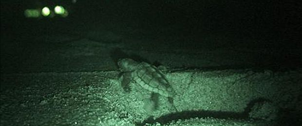 Havskildpaddeunge bliver forvirret over byens lys. Her er det lyset fra et hotel, i Florida.