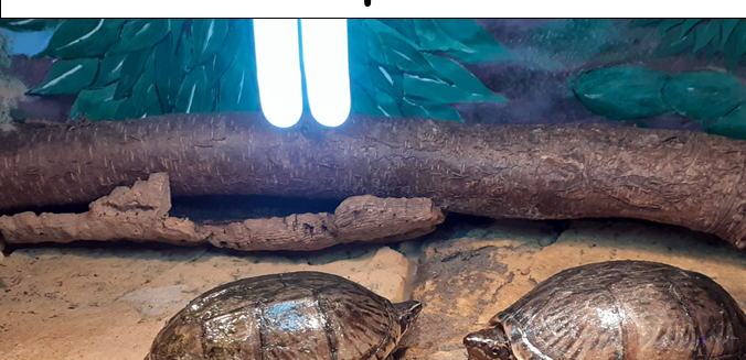 Alm. moskusskildpadder (Sternotherus odoratus)