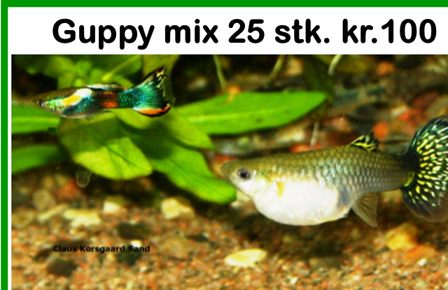 Han og en tyk hun, der er fyldt med unger. Guppy (Poecilia reticulata).