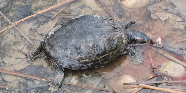Sumpskildpadden er død i løbet af vinteren. Skildpaddeejer har i misforstået godhed 