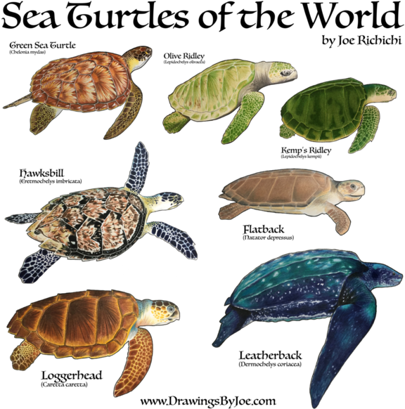 Der findes kun 7. forskellige havskildpaddearter.