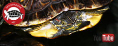 Skildpadder ABC YouTube kanal